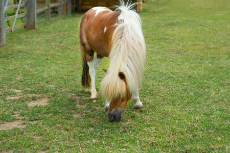 horse eating green grass on the farm.の写真素材