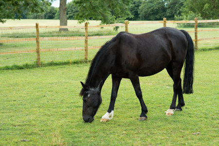 horse eating green grass on the farm.の写真素材