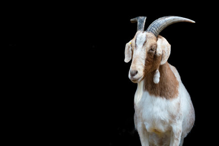 portrait of the goat with big horns on black background isolatedの写真素材