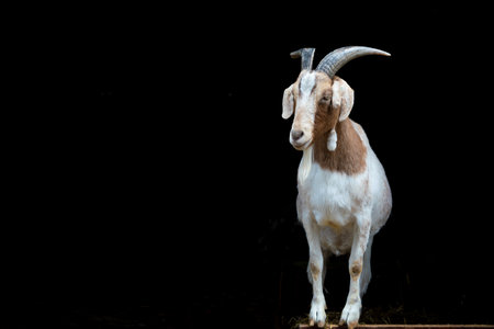 portrait of the goat with big horns on black background isolatedの写真素材