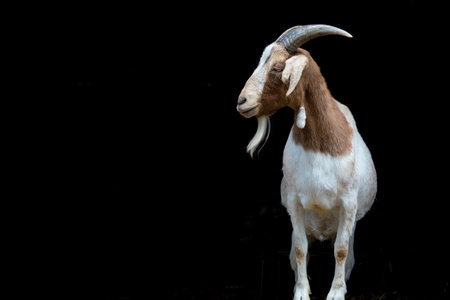 portrait of the goat with big horns on black background isolatedの写真素材