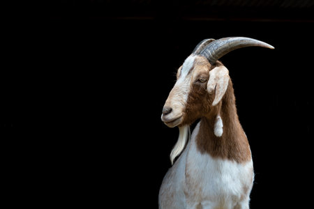 portrait of the goat with big horns on black background isolatedの写真素材