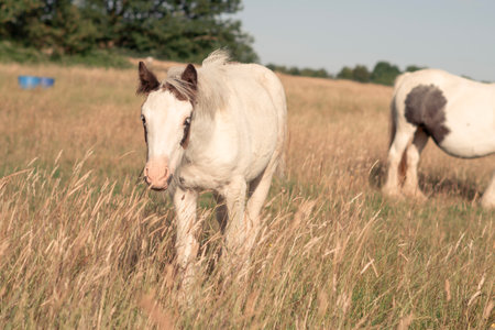 horse grazing in the field on the farm. High quality photoの写真素材