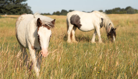 horse grazing in the field on the farm. High quality photoの写真素材