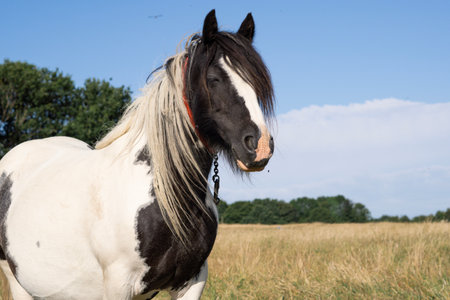 horse grazing in the field on the farm. High quality photoの写真素材
