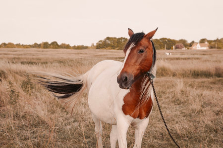 horse grazing in the field on the farm. High quality photoの写真素材