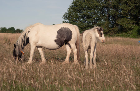 horse grazing in the field on the farm. High quality photoの写真素材