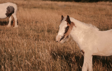 horse grazing in the field on the farm. High quality photoの写真素材