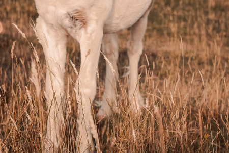 horse grazing in the field on the farm. High quality photoの写真素材