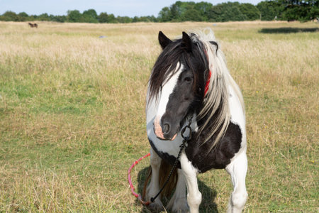 horse grazing in the field on the farm. High quality photoの写真素材