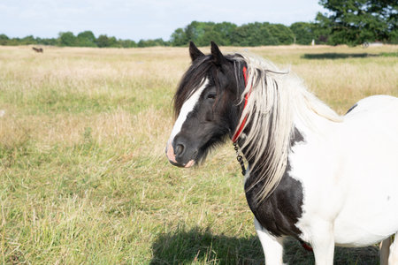 horse grazing in the field on the farm. High quality photoの写真素材