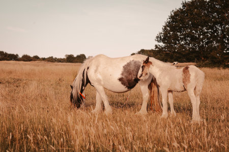 horse grazing in the field on the farm. High quality photoの写真素材