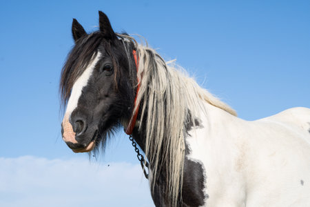 horse grazing in the field on the farm. High quality photoの写真素材