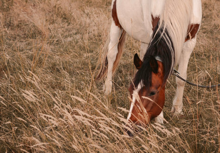 horse grazing in the field on the farm. High quality photoの写真素材