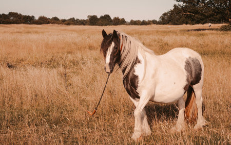 horse grazing in the field on the farm. High quality photoの写真素材