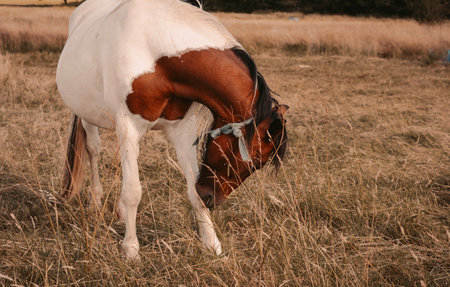 horse grazing in the field on the farm. High quality photoの写真素材
