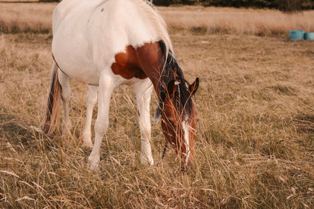 horse grazing in the field on the farm. High quality photoの写真素材