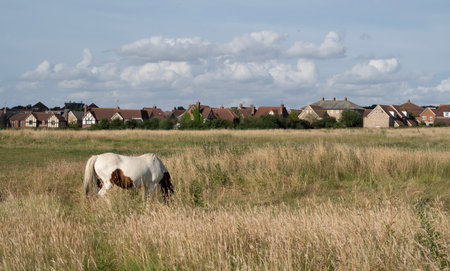 horse grazing in the field on the farm. High quality photoの写真素材