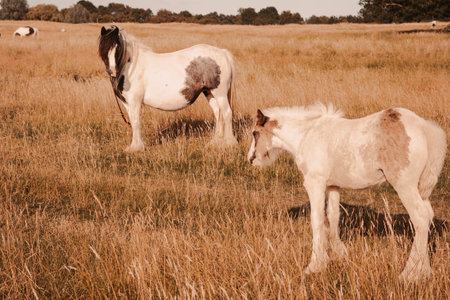 horse grazing in the field on the farm. High quality photoの写真素材