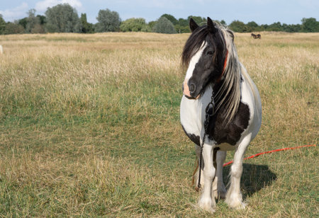 horse grazing in the field on the farm. High quality photoの写真素材