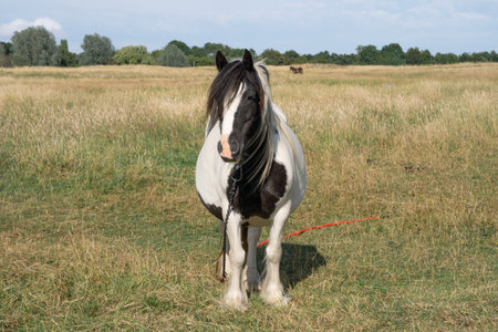 horse grazing in the field on the farm. High quality photoの写真素材