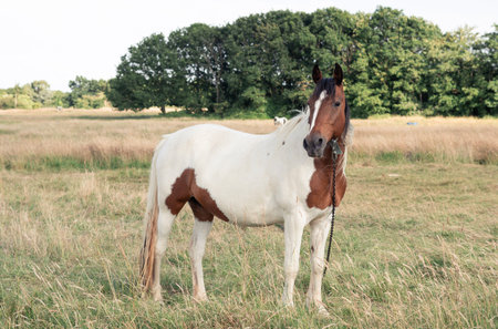 horse grazing in the field on the farm. High quality photoの写真素材