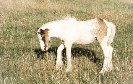 horse grazing in the field on the farm. High quality photoの写真素材