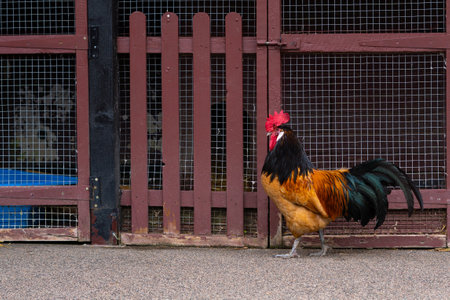 cock walkng near fence on the farm.の写真素材