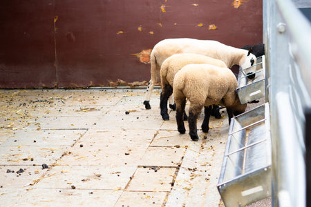 sheep in stable on the farm.