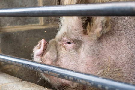 portrait of the fat pig on the farm.の写真素材
