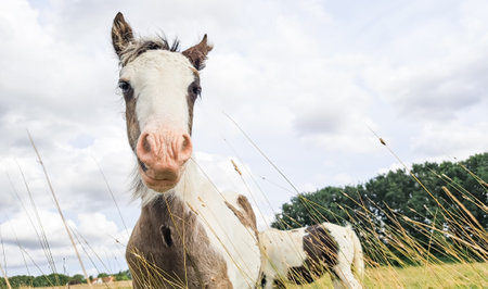 horse grazing in the field on the farm. high quality photoの写真素材