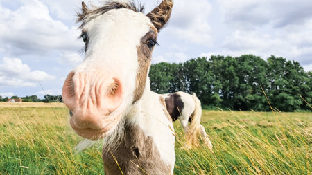 horse grazing in the field on the farm. high quality photoの写真素材