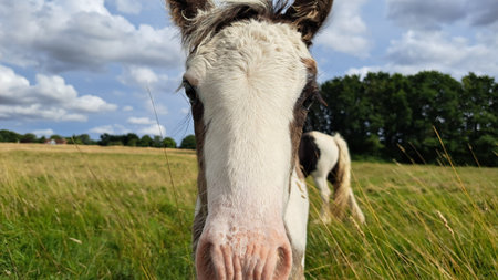 horse grazing in the field on the farm. high quality photoの写真素材
