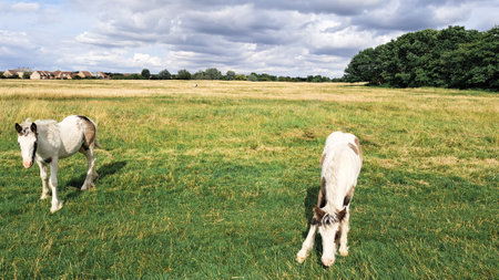 horse grazing in the field on the farm. high quality photoの写真素材