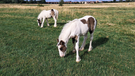 horse grazing in the field on the farm. high quality photoの写真素材