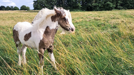 horse grazing in the field on the farm. high quality photoの写真素材