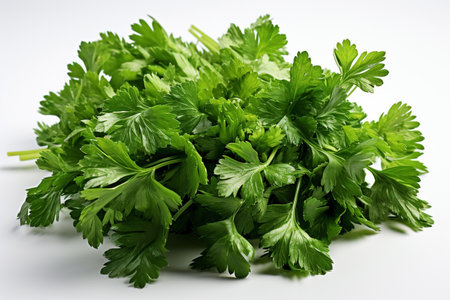 bunch of green fresh parsley close up.の素材