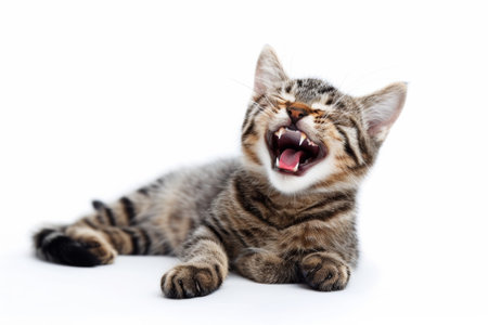 portrait of cat laughing or yawing.の素材