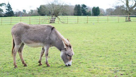 donkey grazing on the farm .の写真素材