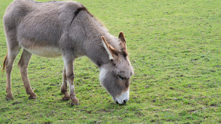 donkey grazing on the farm .の写真素材