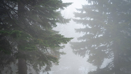 Majestic pine trees shrouded in dense fog create an atmospheric scene in the mountain forest.の写真素材