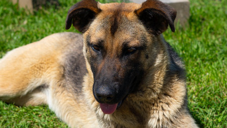 Large homeless dog with a sad expression, searching for food and shelter on the streetsの写真素材