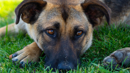 Large homeless dog with a sad expression. High quality photoの写真素材