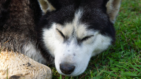 Big breed homeless dog peacefully sleeping on the street, finding a moment of rest amid hardship.の写真素材