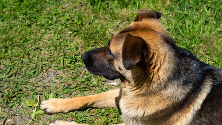 Large homeless dog with a sad expression. High quality photoの写真素材