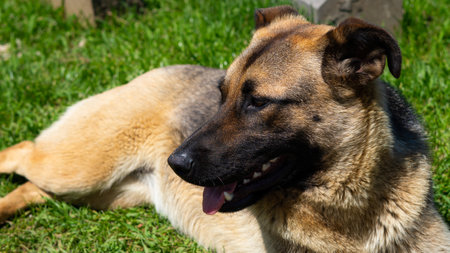 Large homeless dog with a sad expression, searching for food and shelter on the streetsの写真素材