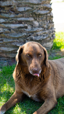 Large homeless dog with a sad expression, searching for food and shelter on the streetsの写真素材