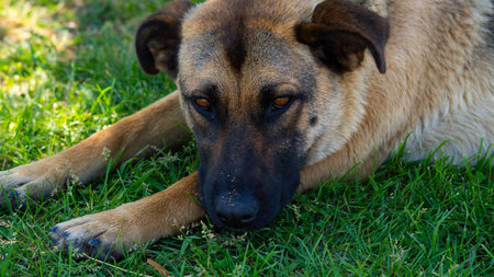 Large homeless dog with a sad expression. High quality photoの写真素材