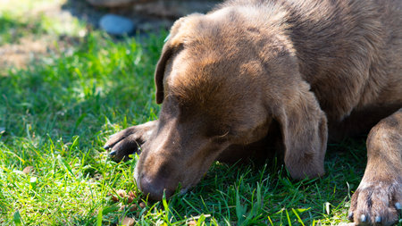 Large homeless dog with a sad expression, searching for food and shelter on the streetsの写真素材