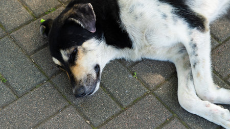 Big breed homeless dog peacefully sleeping on the street, finding a moment of rest amid hardship.の写真素材